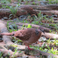 Spotted Dove